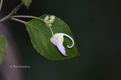 Impatiens leptura